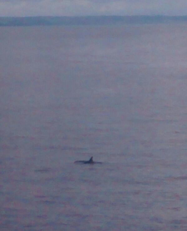 Myfanwy Cowdy tweet media