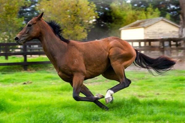 “<a href="/LankanRupee/">Lankan Rupee</a>: Gearing up for the spring. By <a href="/FamousPony46/">Bronwen Healy Photography</a> ”