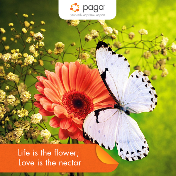 Paga Group Ltd tweet media