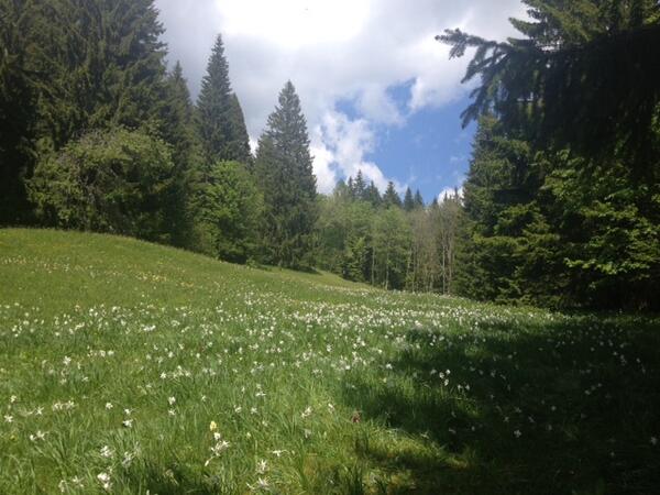 AdriatIQa's tweet photo. Vikend smo preživeli med narcisami (daffodil po ang.) :) Pa ti? http://t.co/NWrPcqwmLH