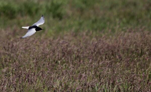Zuidlaardermeer is moerassternwalhalla, er lijken drie soorten te broeden! Witvleugels zijn de mooiste! #vogelskijken