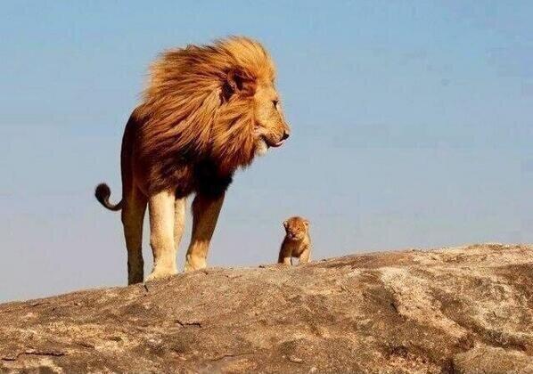 _Paisajes_'s tweet photo. Les presento a: Mufasa y Simba. http://t.co/ykzIKnvlWB