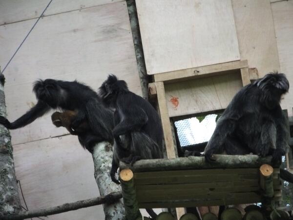 DamianAspinall's tweet image. This infant is having the best start in life – wild and free #JavaUpdate