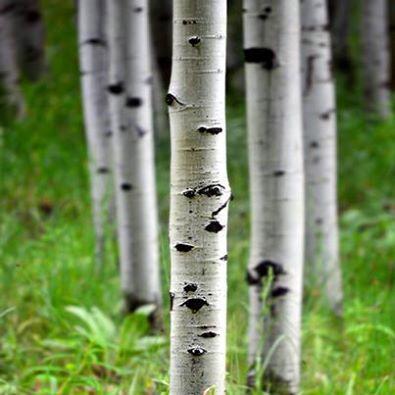 Ver la vida simplemente como un inicio y un final es semejante a ver un árbol en un bosque y decir, sólo hay un árbol