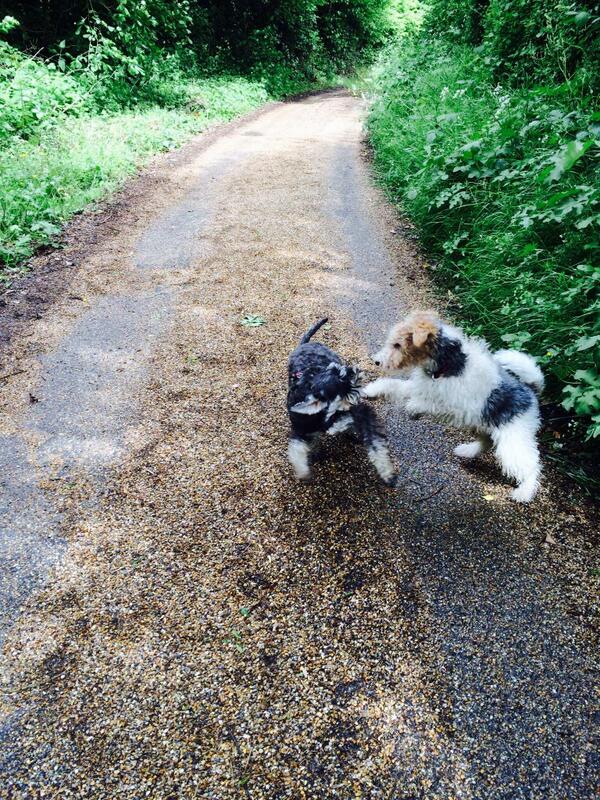 MrWilsonsDiary's tweet image. When you&apos;re not expecting, that&apos;s when it happens but that&apos;s also when the training kicks in. #kungfudog