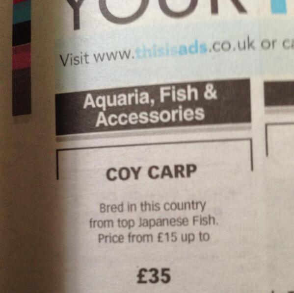FOR SALE: A shy fish, £35.