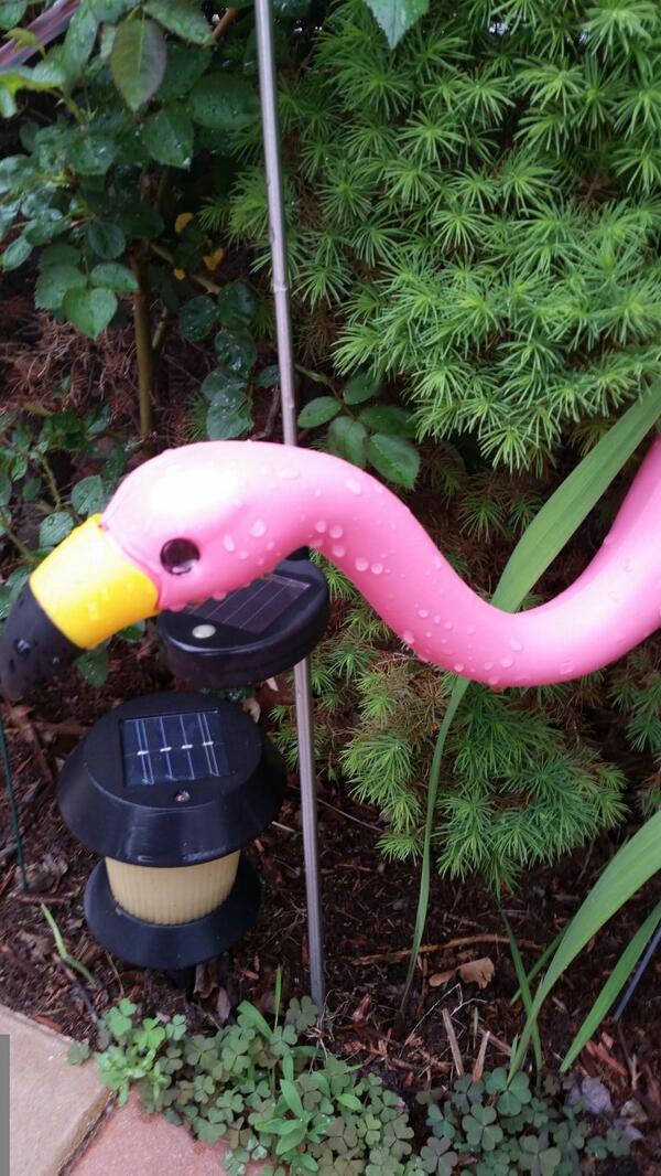 Quilladin's tweet image. All the food outside smells good today! Oh! Oh! I made a friend! She's real shy and not so talkative! Ah huh huh!