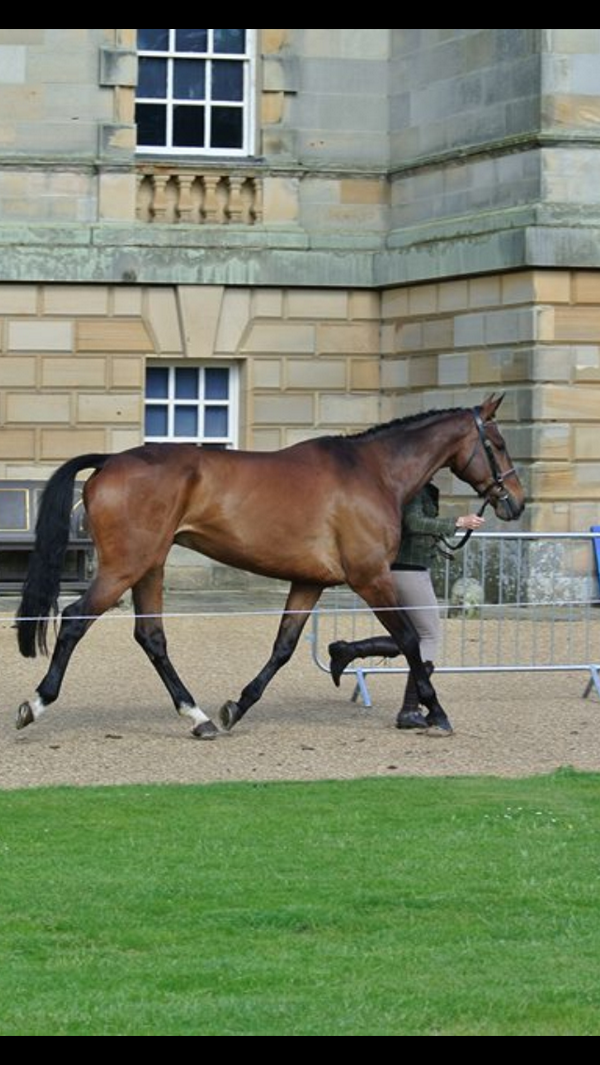 EquiSpy1's tweet photo. Thanks to @PureFeed and @SurreyVetPhysio for having Covey in such great shape for houghton this week http://t.co/UdJOVRFp3I