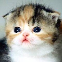 lylanurr's tweet photo. @merakdjenar http://t.co/VdeLqfGAlx