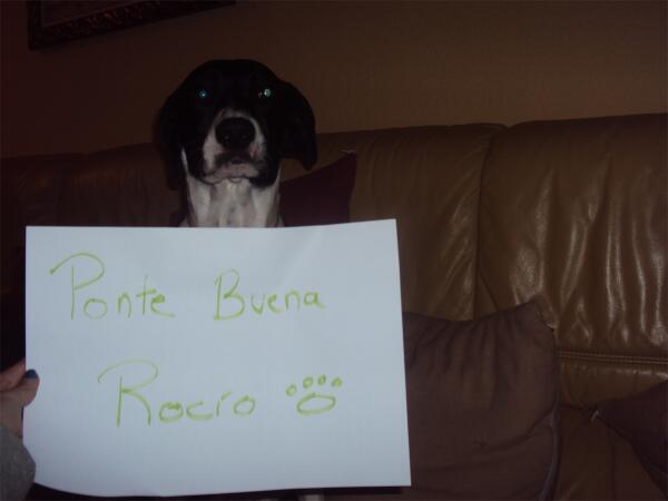 LauraaAckerman's tweet photo. Mi perro no es fotográfico, pero te manda ánimos @Rocspau jaja ♥ http://t.co/xCdOuZ07AW