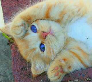 lylanurr's tweet photo. @merakdjenar http://t.co/RoYKyUmq20
