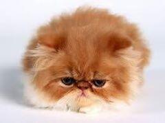 lylanurr's tweet photo. @merakdjenar http://t.co/s4aoCVtANV