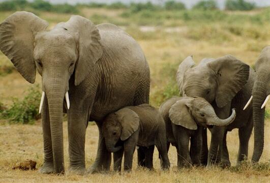 calfune's tweet photo. We MUST take a stand and speak up for their lives.#GMarchEleRhinos #signforelephants http://t.co/Dqd7kXTlqs