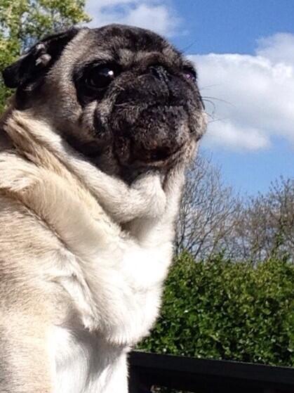 Poppy_puggy's tweet photo. 🐾 RT IF YOU ARE A PUG LOVER AND PROUD! 🐾

#pug 
#love 
#pugs
#pughugs http://t.co/5Hmzz0kpfB