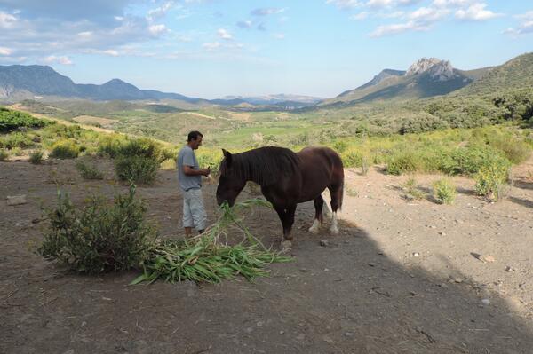 Vue splendide, l'amitié entre le cheval et l'homme. #Cheval #Terroir #Maury #Vins
