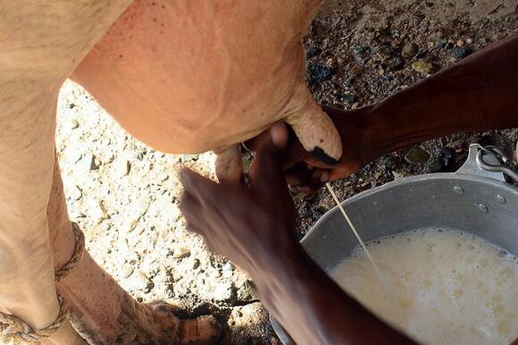 super7fm's tweet photo. República Dominicana: un mejor productor lechero, pero un consumidor pobre http://t.co/6LQ3okeOgt @APROLECHERD http://t.co/tiWQS3Ax5O