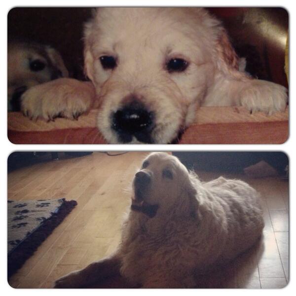 Ash_Chapz's tweet image. 💖💜❤️