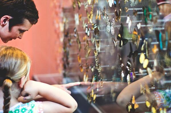 Trip to the Butterfly House out in Chesterfield. One landed on me! <a href="/ButterflyHse/">Sophia M Sachs Butterfly House</a>