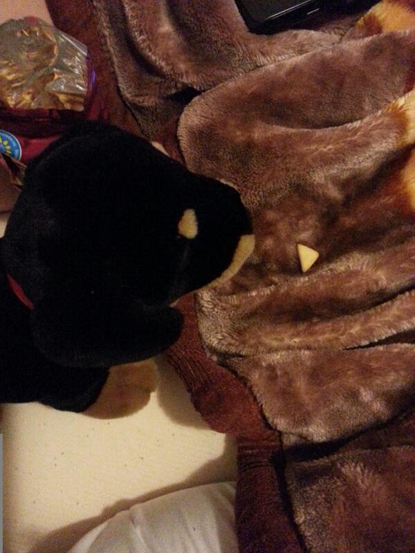 Heatherx12's tweet photo. How do you know your husbands crackers? Because he gives stuffed dogs snacks and tells it not to eat! http://t.co/y3jWjKmwcs