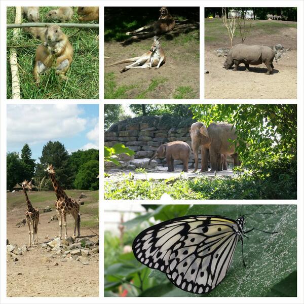 JolandaBoelens's tweet photo. Super dagje gehad gister in @DierenparkEmmen http://t.co/QK8ZeMIIIb