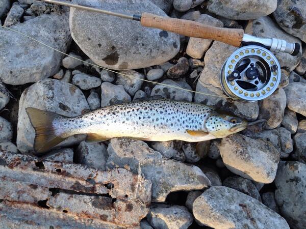Fish4al's tweet image. Small brown on fly rod