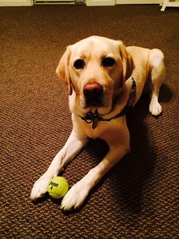 Service Dogs America tweet media