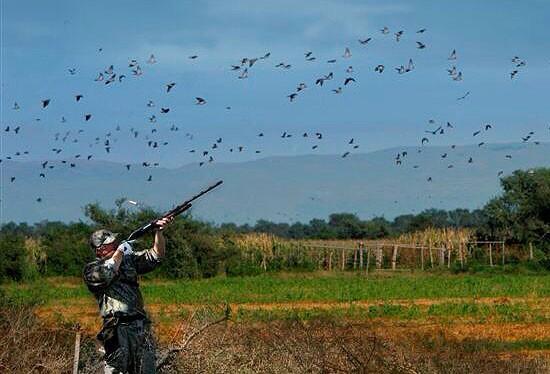 'Canes THL tweet media
