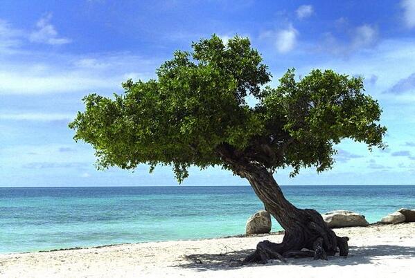 EarthPiix's tweet image. The island of Aruba  is full of pretty divi divi trees always pointing southwest.
