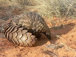 The Giant Ground Pangolin