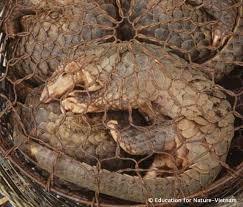 However, Pangolins are still being poached for medicinal purposes.