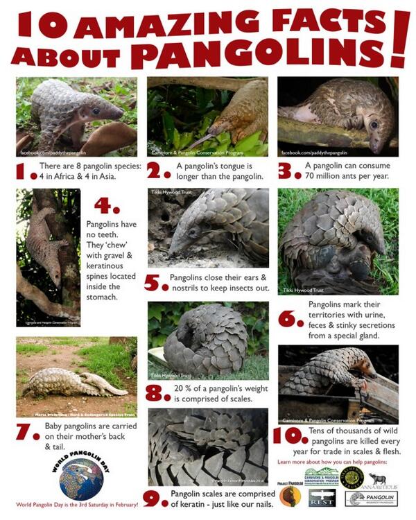 Some cool facts about Pangolins!