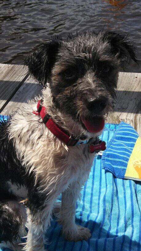 mlcbryan's tweet image. Lucy loves the lake!