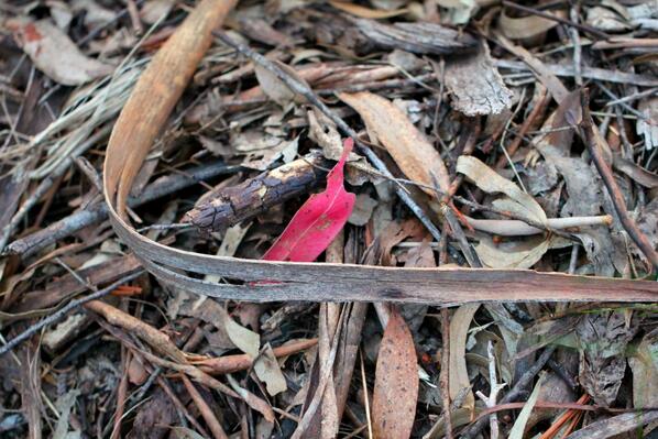 Kirsti Abbott (@beyondbuggirl) on Twitter photo Warning all red slug spotters: this is NOT a red slug! Damn red leaves got me every time! <a href="/kelfuller/">kelly fuller</a> <a href="/theroirocks/">Jack Freeman</a> Warning all red slug spotters: this is NOT a red slug! Damn red leaves got me every time! <a href="/kelfuller/">kelly fuller</a> <a href="/theroirocks/">Jack Freeman</a>