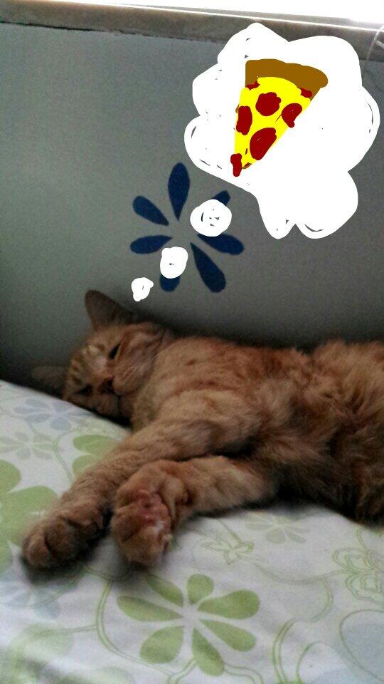 SamiDaCat tweet picture