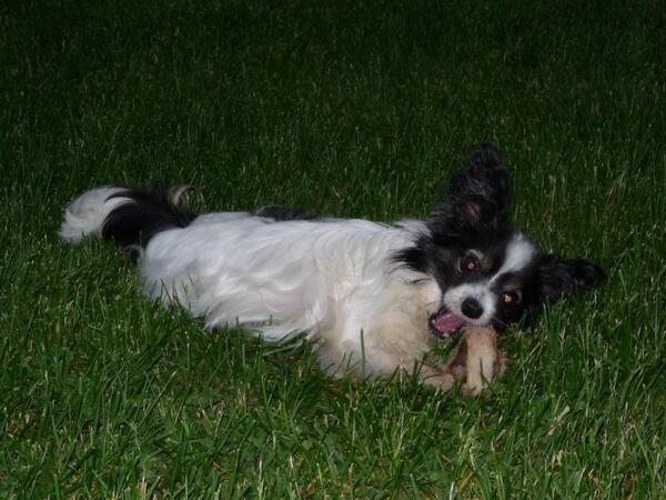 PerfectPapillon tweet picture