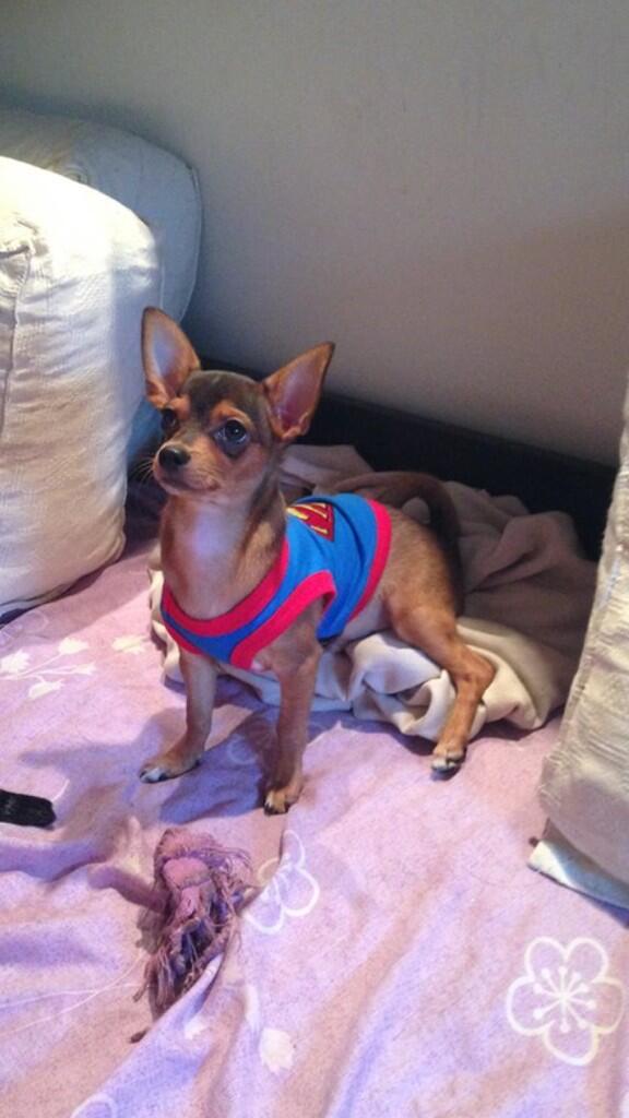 BianqaJagger's tweet photo. Acá tengo un candidato para presentarle a mila @MauroIcardi @wandaicardi !! Tito se llama 🐶🐶 http://t.co/7EtSKon1R2