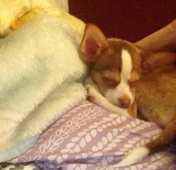 payteebae's tweet image. My love💘 #chihuahua #puppylove #love