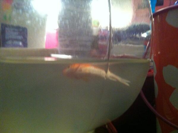 PartyBoxQuotes's tweet photo. Today we murdered a fish... with dog poop. 💩😵🐠 http://t.co/kMeEmKmQho