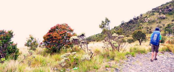 RT <a href="/mfauzzan/">tlxgdrw</a>: Lawu, turun menuju Cemoro Sewu. #SharePict