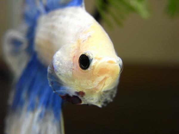 ベタ（闘魚）写真・その5 - Togetter [トゥギャッター]