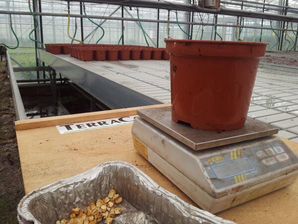 TerraCottem's tweet image. Setting up new trials at #pcsierteelt #fb