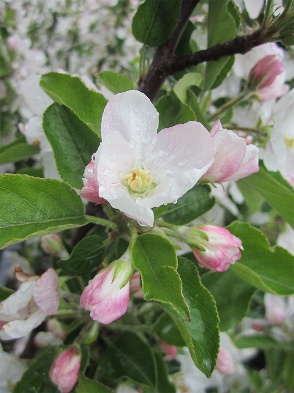 MoriNurseries's tweet photo. Our Red Delicious #apple trees are in #bloom - #LookingGood #mori #gardening http://t.co/hEu5pUVJMw
