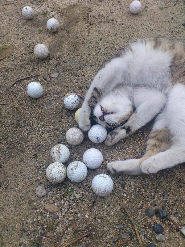 catinside's tweet photo. ゴルフボールプレイ http://t.co/RqelcOTtSB