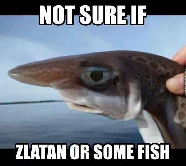 NOT_MOTD's tweet photo. Zlatan Ibrahimofish. http://t.co/JNuimD7aUo