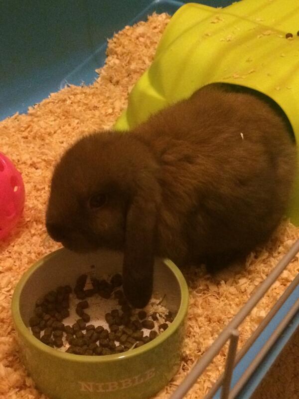 EmilyyyCookeee's tweet photo. Love our new little housemate poppy 🐰🐰 http://t.co/Hjvf7bNY3o