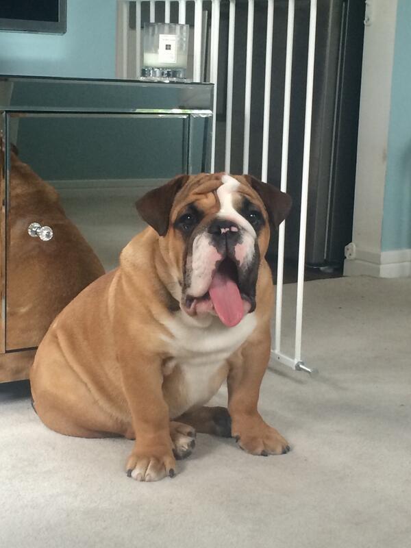 fergusonthedug's tweet photo. Wish ma mum would stop taken pictures of me mid yawn! http://t.co/t3b8R9lGNt