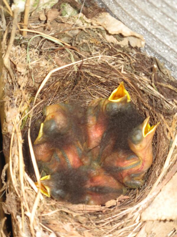 FloraSelectWeb's tweet photo. #FloraFriends Update - Robin Chicks Sporting Little Fros - Bird's Got Soul! http://t.co/BoJ9RPGuil