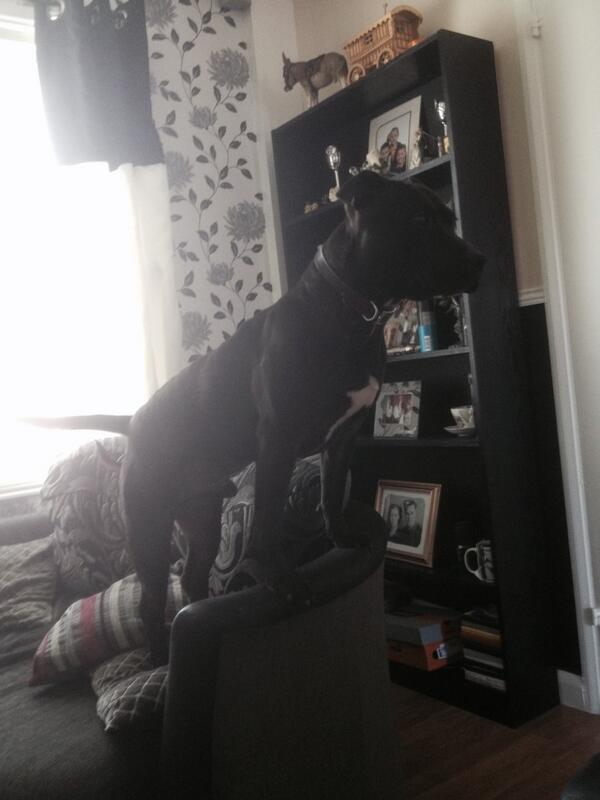 ObeyKaneyOG's tweet photo. King of the house haha http://t.co/yRp64DbTLv