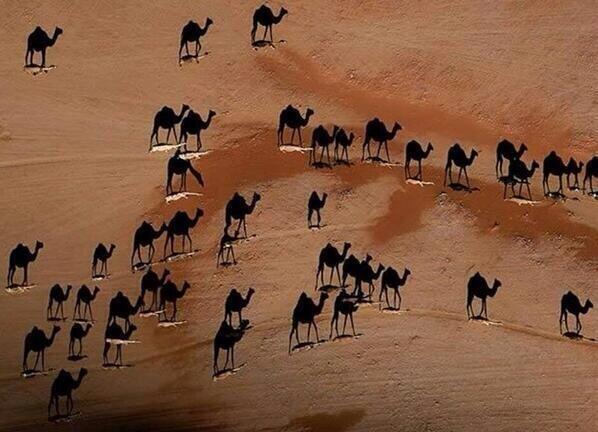 sabiastuque_'s tweet photo. Fíjate bien en esta gran fotografía, los camellos negros son solo las sombras! http://t.co/xAucFOpMDq
