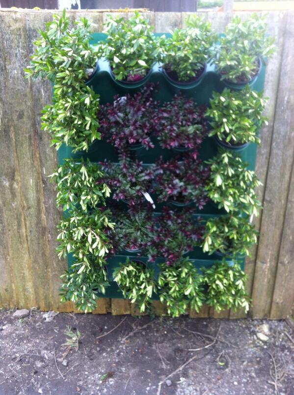 Lushwall 20 pot panel as shown £99.99 plus p&amp;p or free local delivery. GYO veg, fruit. A wall of strawberries ?